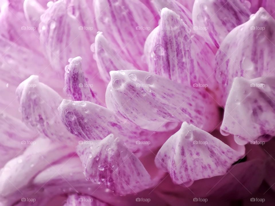 Macro photo of a flower growing in the garden