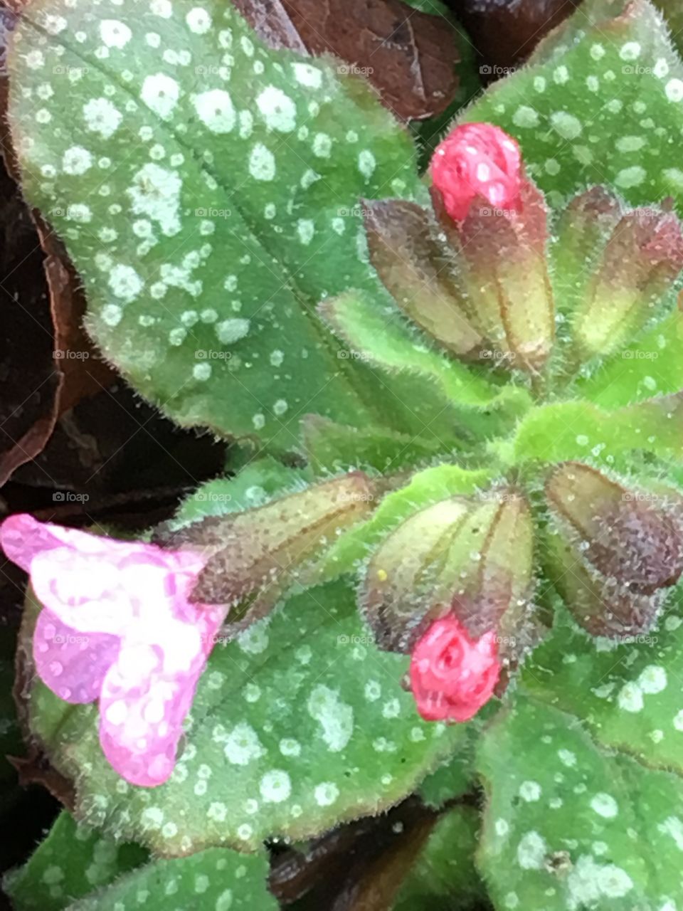 Spring - first flowers - Lungwort plant 