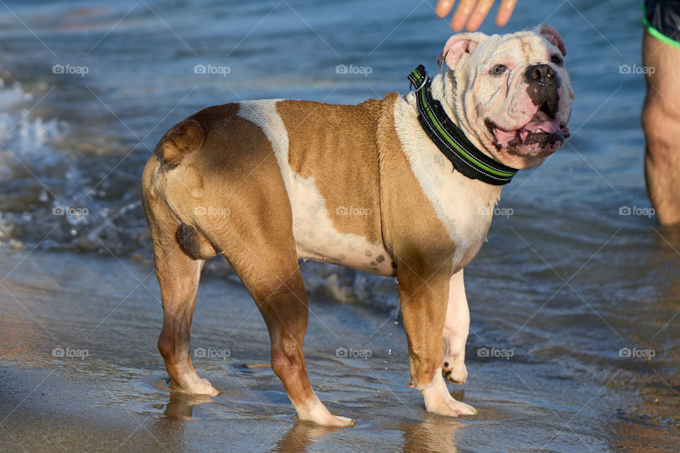 Bulldog bañandose en el mar