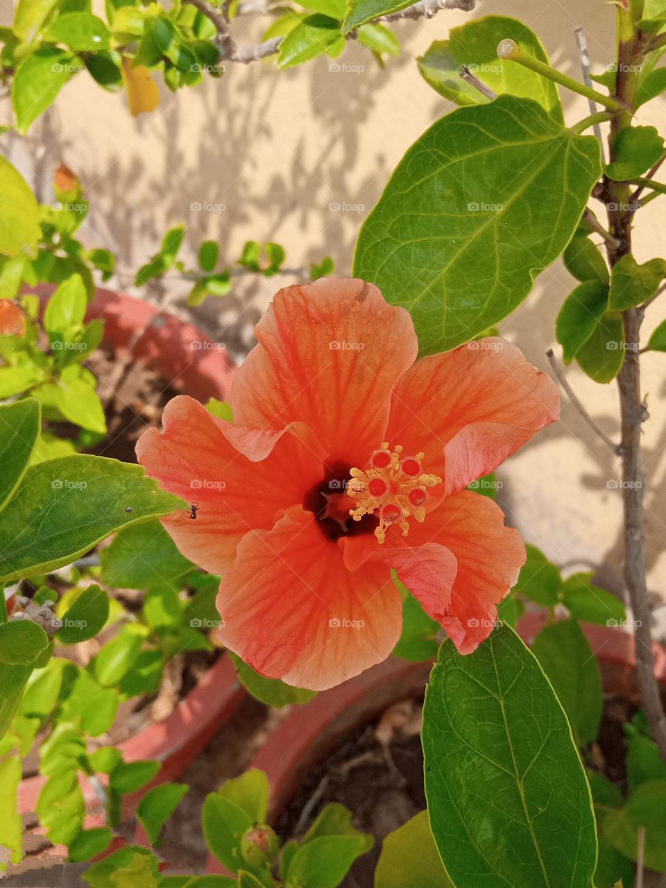 beautiful hibiscus🌺 flower 🌺🌻🌹🌷in our garden