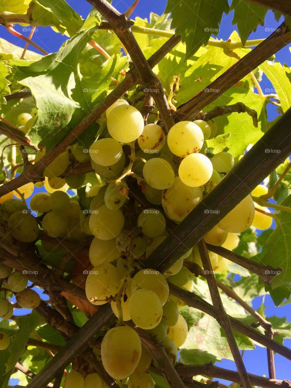 uvas