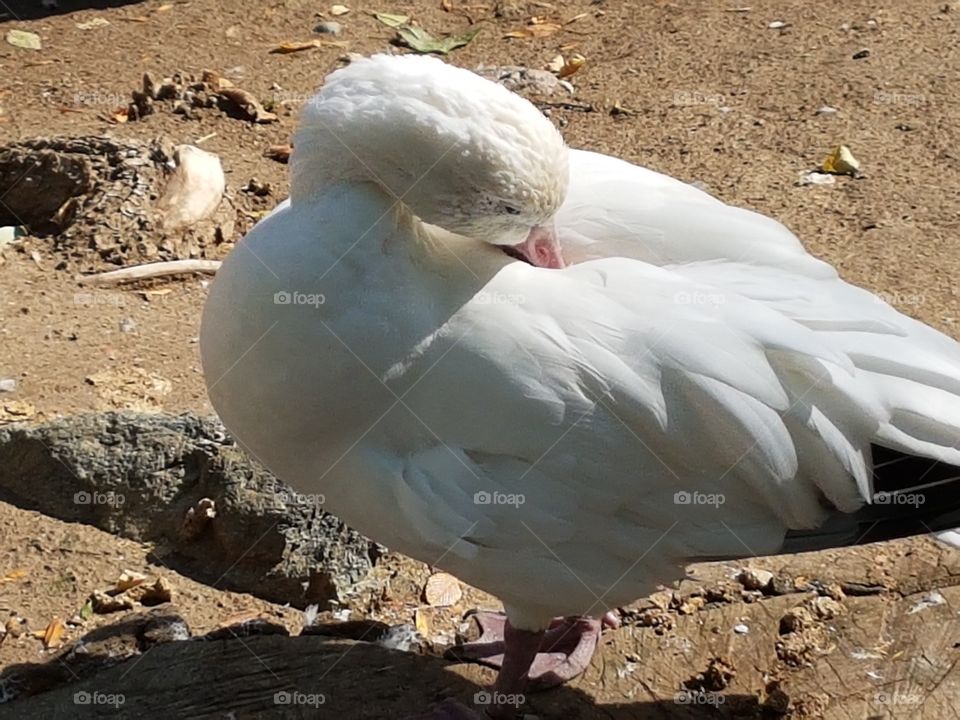 white duck