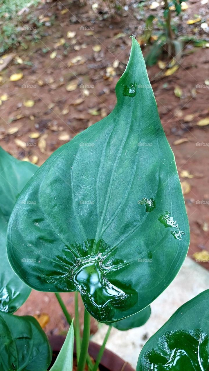 Planta decorativa em forma de coração num tom de verde intenso,guarda as gotinhas de chuva da noite anterior.