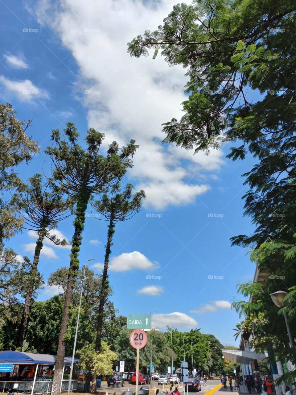 A importância e a beleza dos dias ensolarados para a nossa saúde.  A luz do sol  pode melhorar nosso humor, fortalecer nossos ossos, músculos e até nosso sistema imunológico. Basta uma breve exposição,  para colher todos esses benefícios.