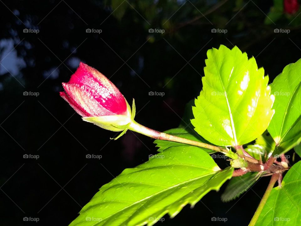 Hibiscus rosa-sinensis is a flowering plant native to tropical Asia. Hibiscus is commonly consumed in teas made from its flowers, leaves, and roots
