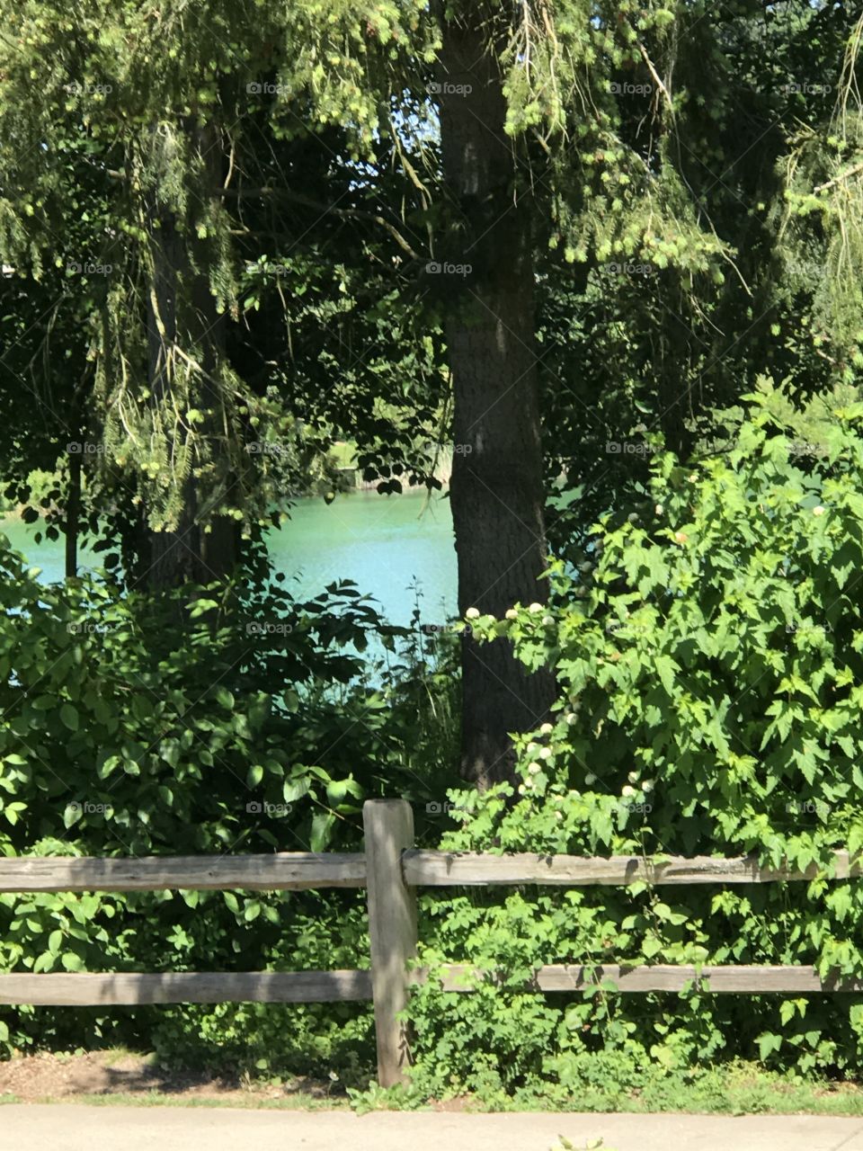 Lake view between trees
