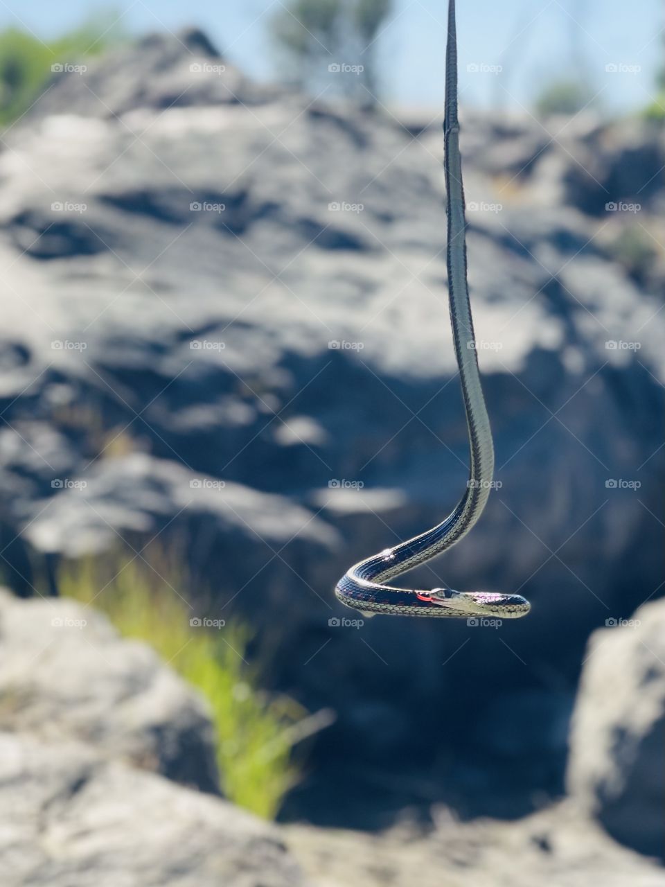 A garter snake 