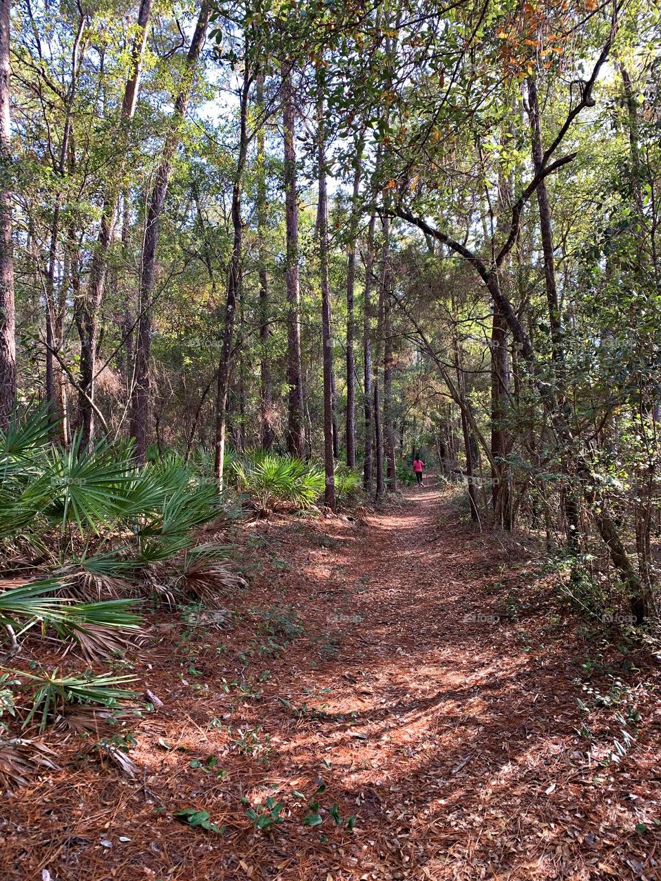 A peaceful walk in the green forest - The trees were the towers of the forest. We looked up and the trees were skyscraper tall.. We were in awe of the size and majesty of the trees. The Beauty of the forest comforted our hearts.