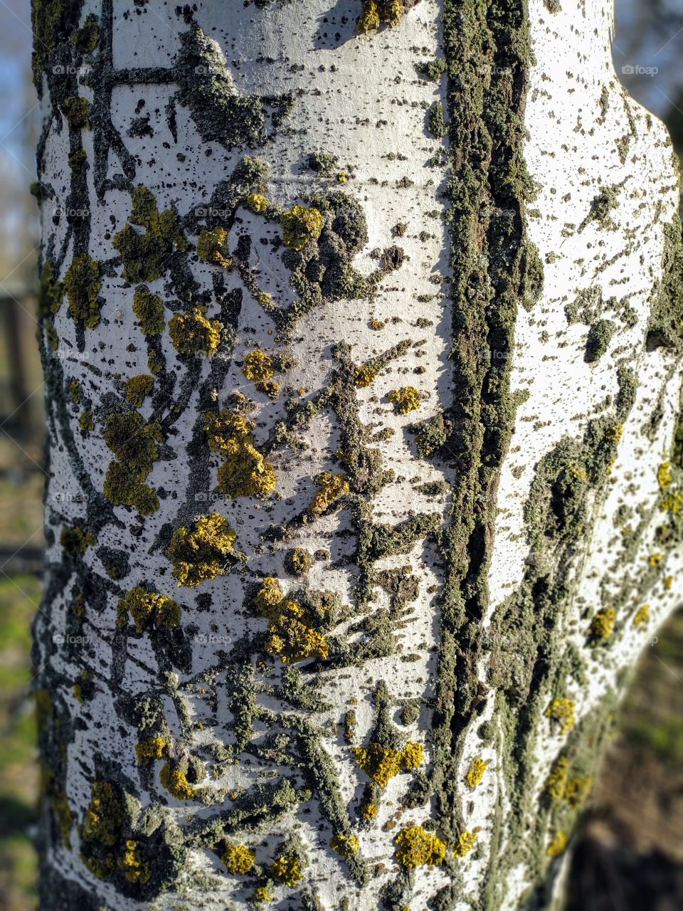 patterns on trees