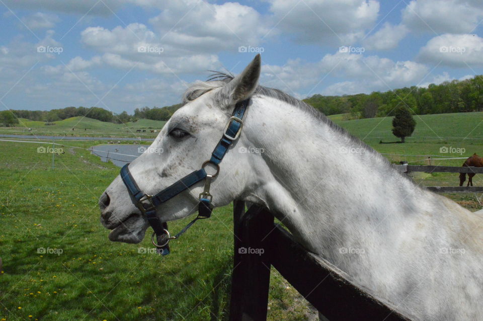 Majestic Horse 
