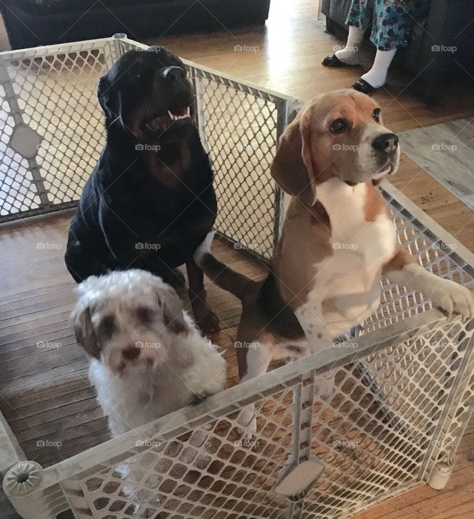 Rottweiler, Beagle, and Schnoodle (Schnauzer-Poodle mix).
We jokingly put them all in this pen for just a couple minutes.