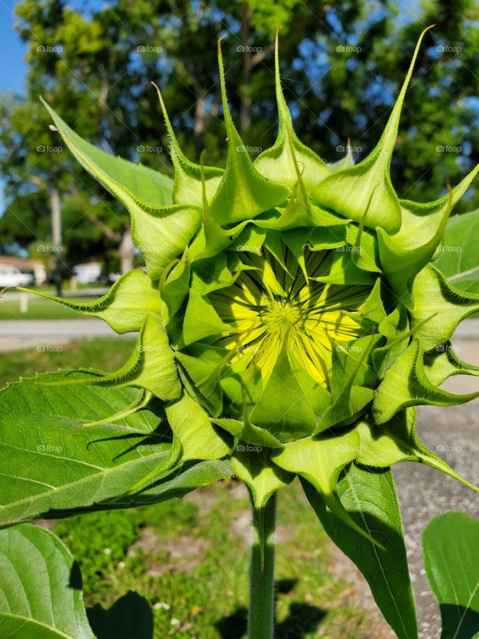 Sunflower getting ready to open 