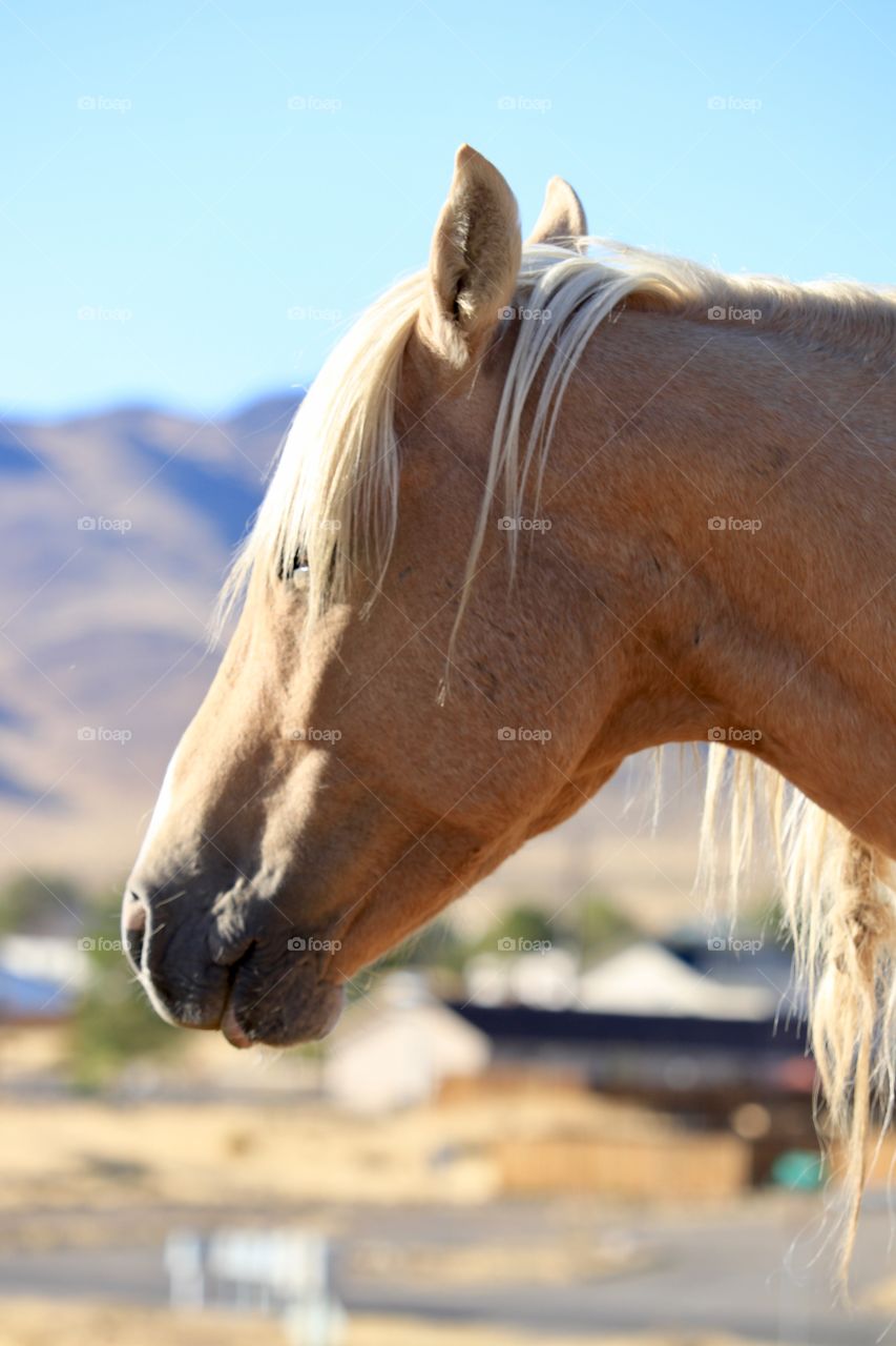 Wild Stallion Mustang in the high Sierras; profile headshot, a Palomino cross