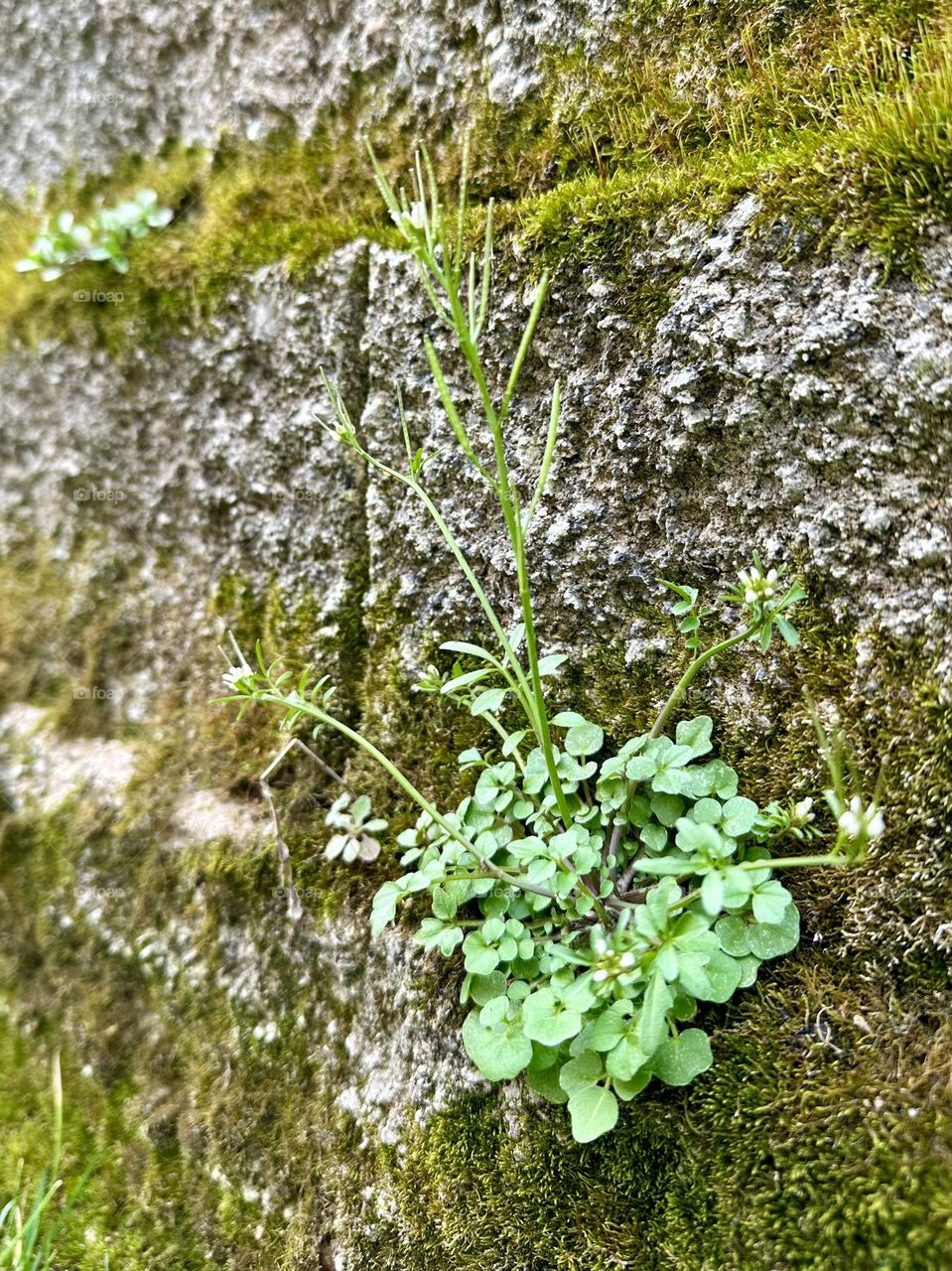 Hairy Bittercress plant with moss growing on backyard garden wall first signs of spring