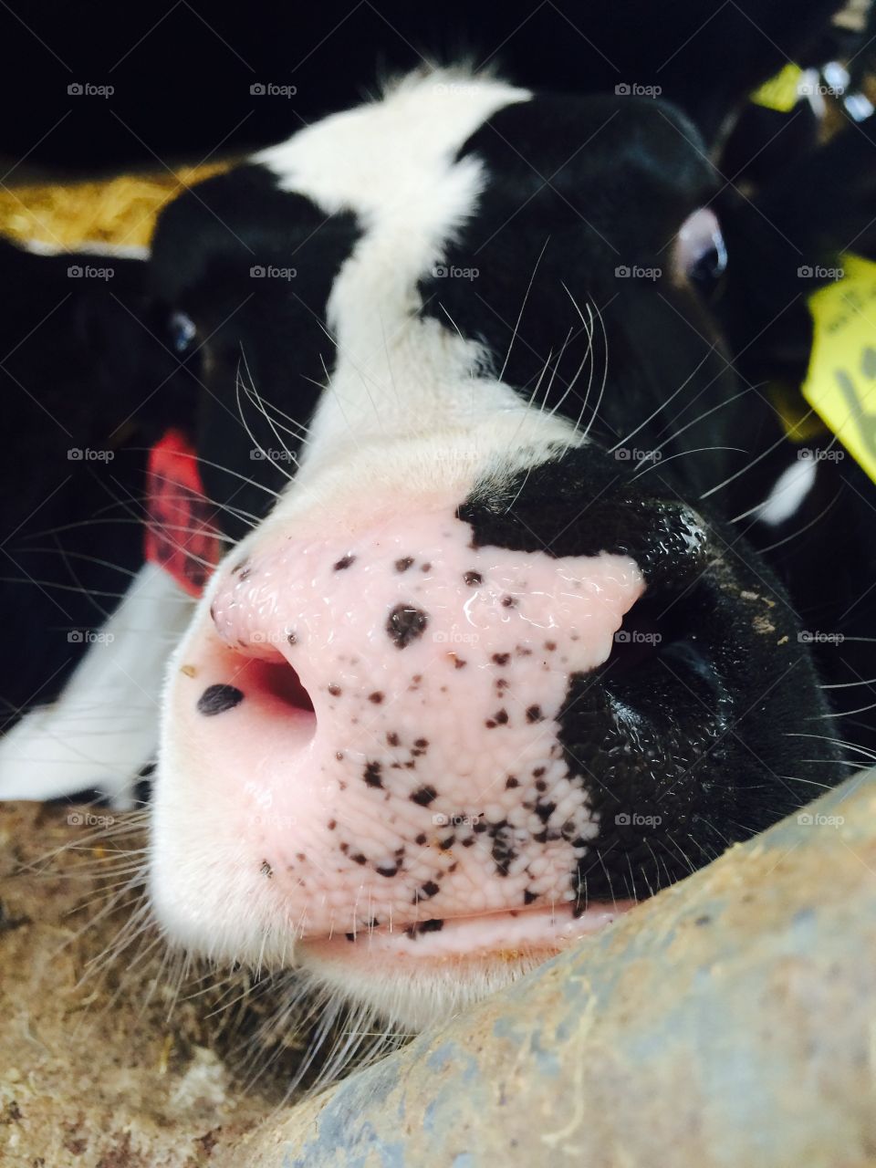 Cow hello . A day at the farm