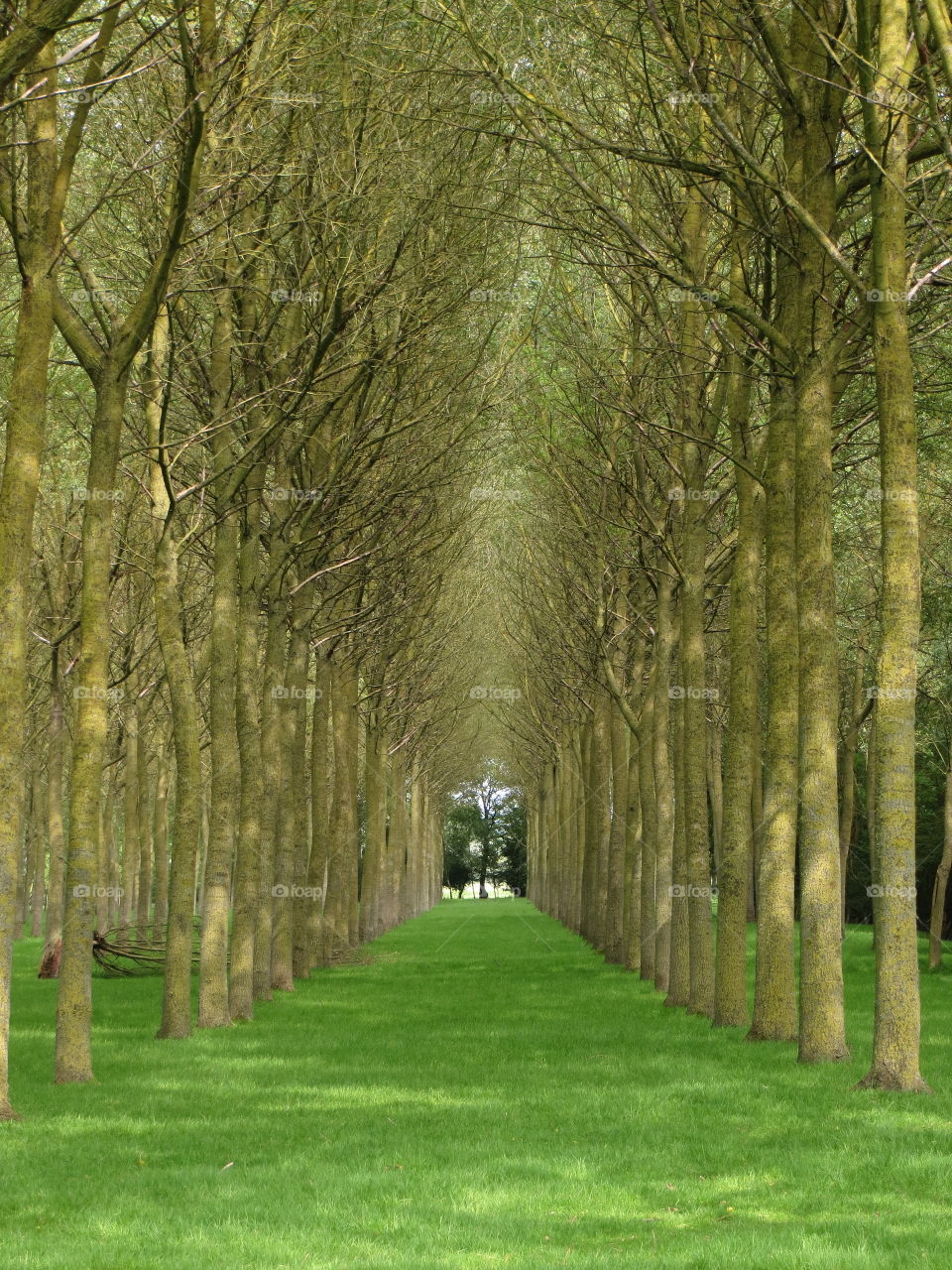 magical forest in Quend North of France