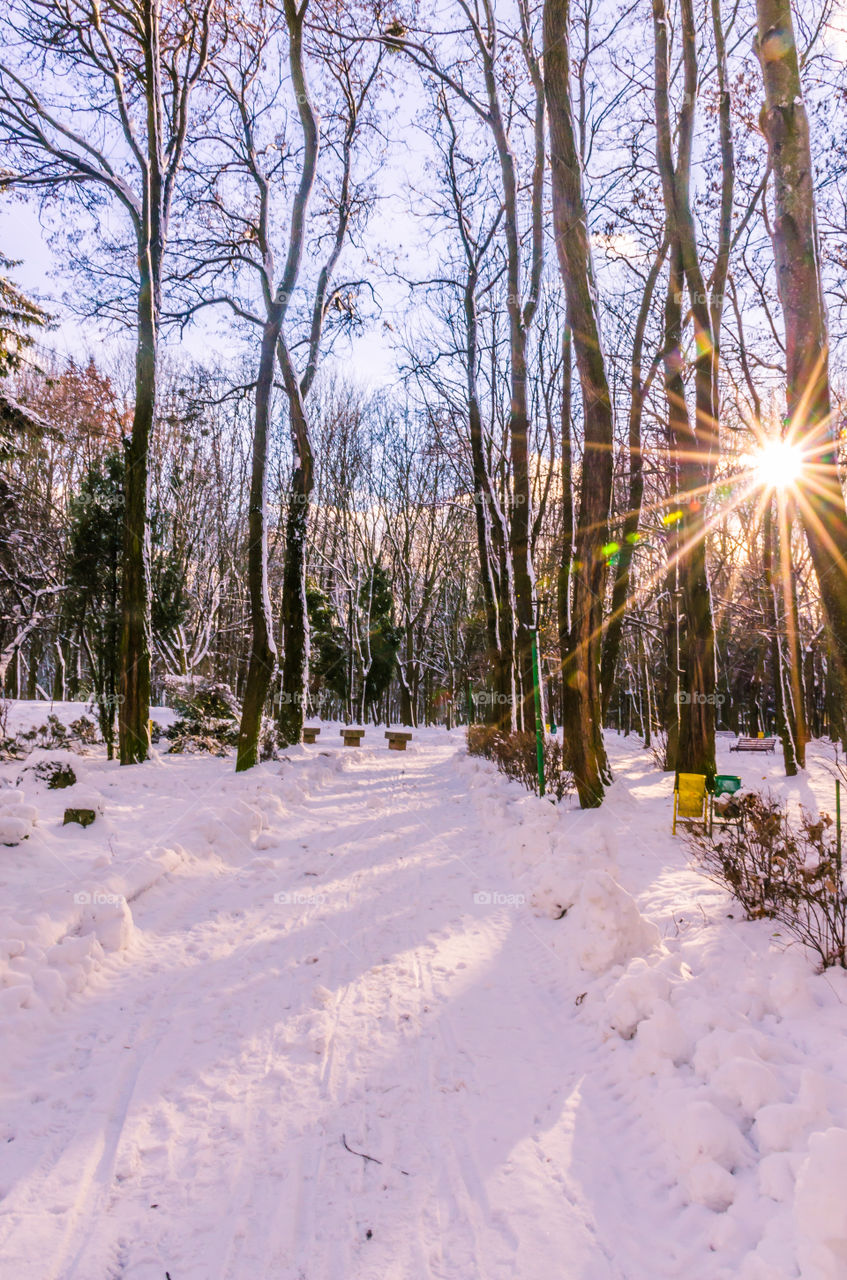 winter landscape