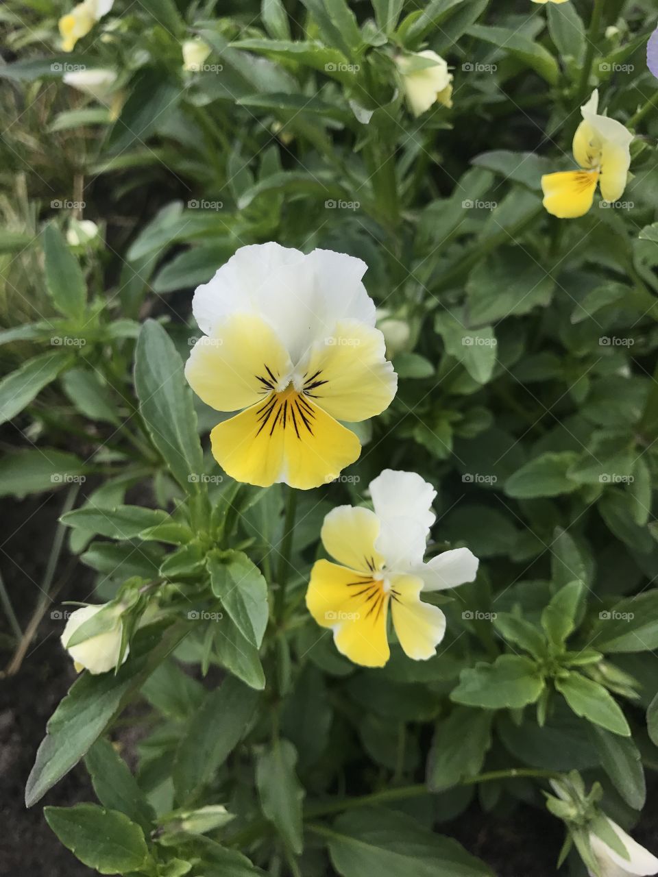 Flowers in the garden 