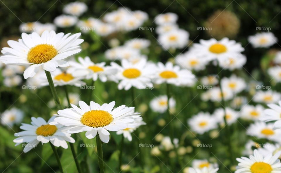 A bunch of daisies.