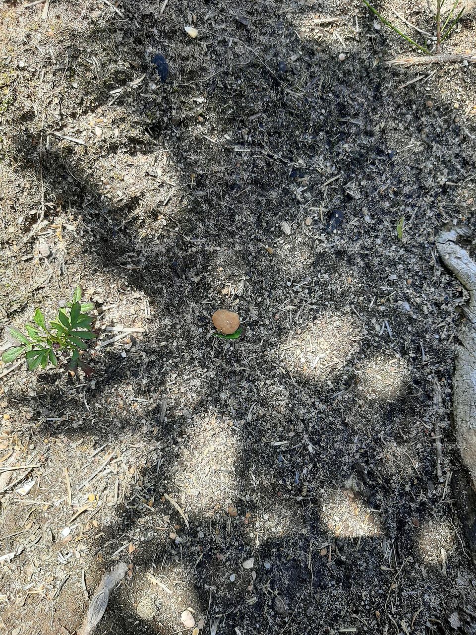 Shadow of a Tree in the Ground