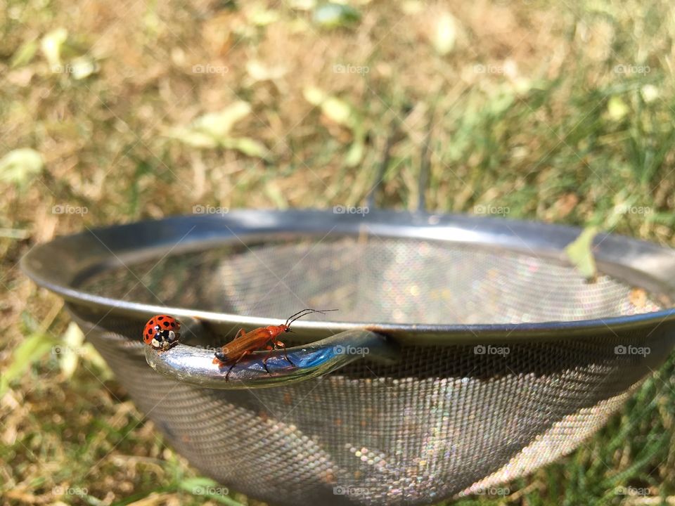 A Ladybug and a Red-Headed Cardinal Beetle saved from drowning in a swimmingpool