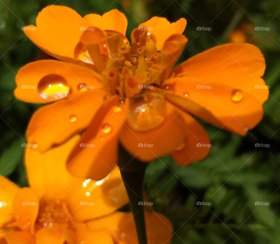 Orange Flower