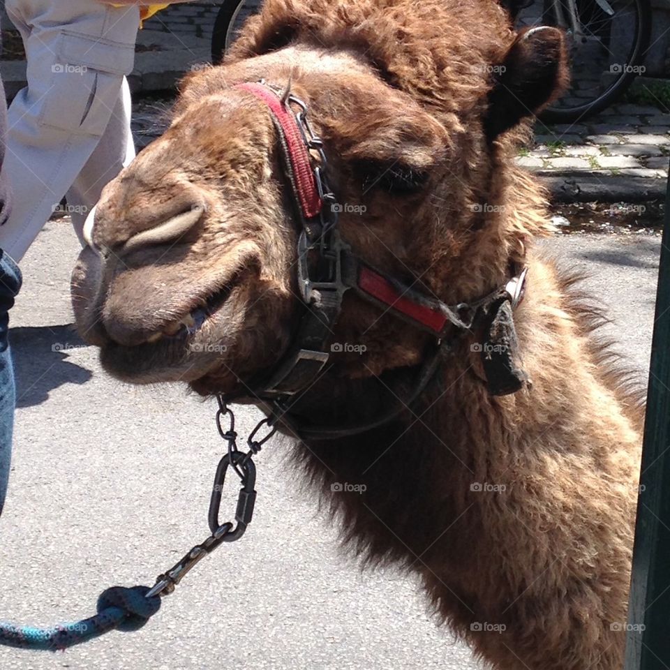 Camel rides