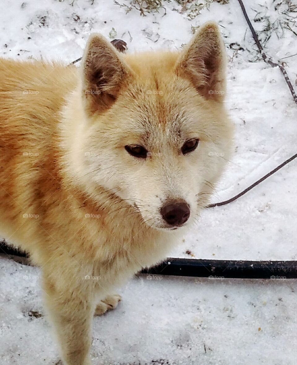 animals in The Wild by foaр missions,this is a purebred dog that was left alone without an owner, every morning she visited us, a very well-mannered and friendly dog