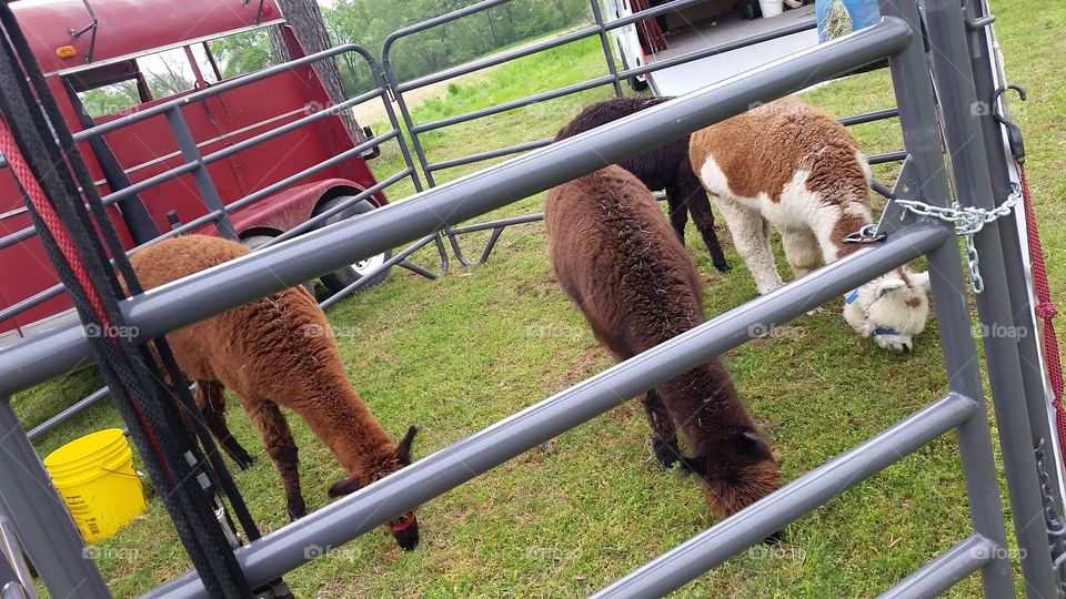 Alpacas