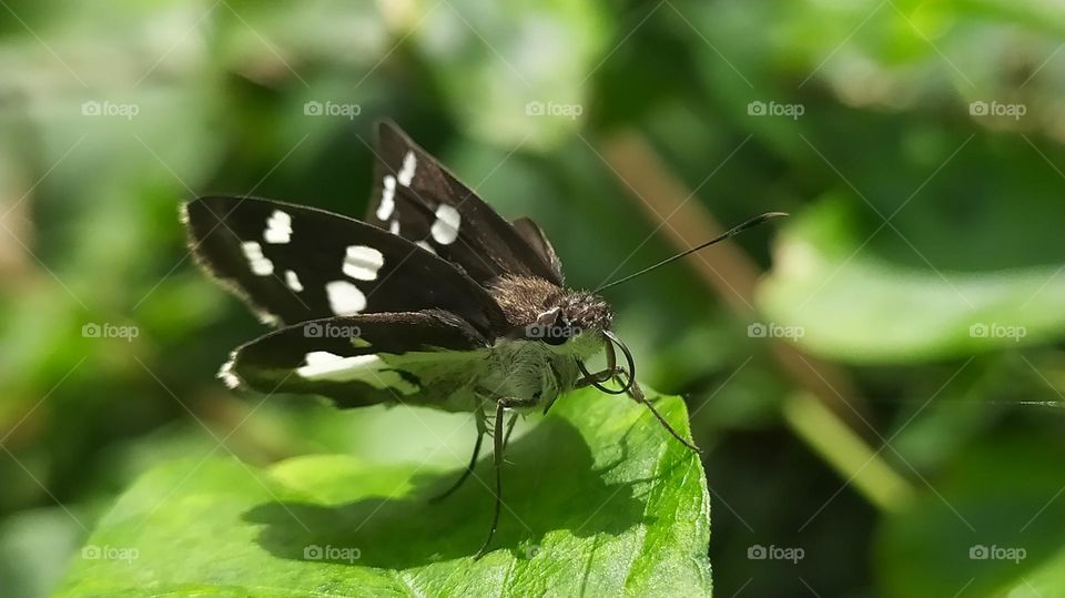 Black and white Butterfly on a leaf