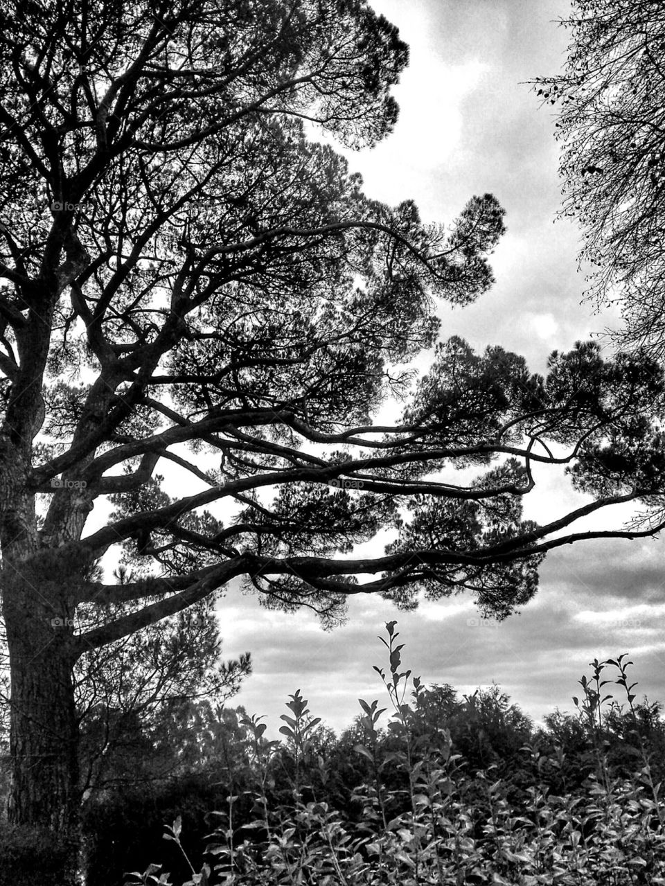 View of old pine tree