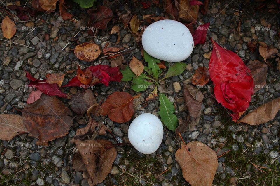High angle view of white stone and dry leaf