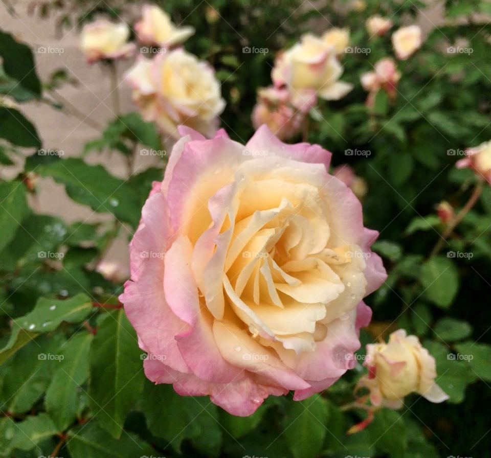 🌹 🇺🇸 Very beautiful flowers to brighten our day.  Live nature and its beauty. Did you like the delicate petals? / 🇧🇷 Flores muito bonitas para alegrar nosso dia. Viva a natureza e sua beleza. Gostaram das pétalas delicadas? 