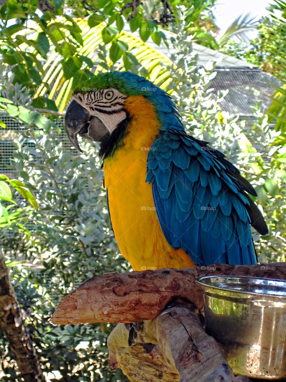 Parrot on Perch