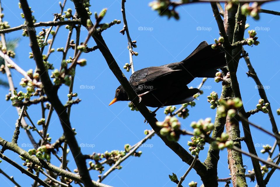 in the cherry  tree