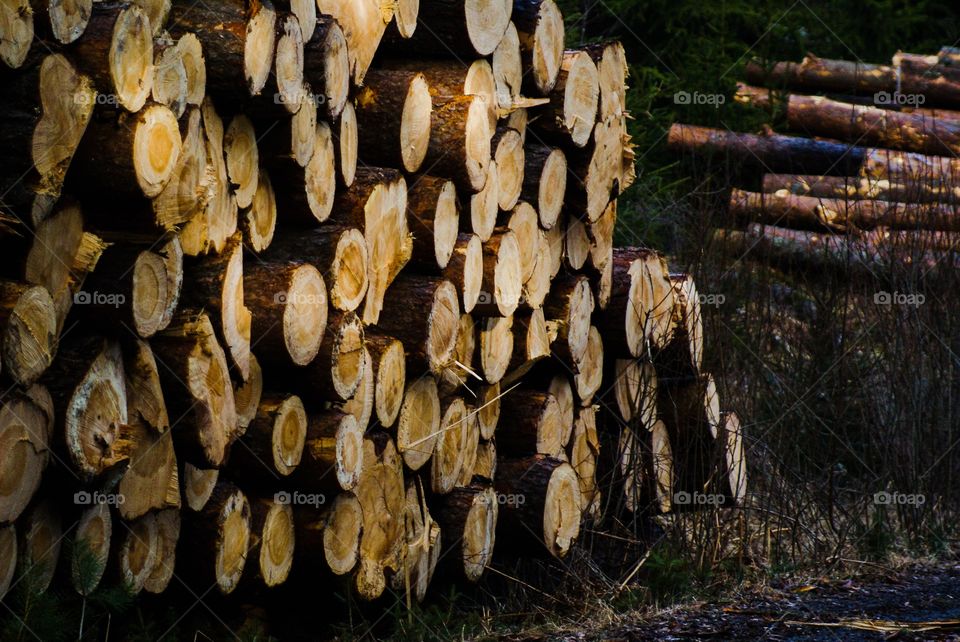 Logs. Timber logs