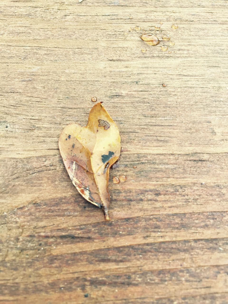 A photo of a leaf on my wooden deck.