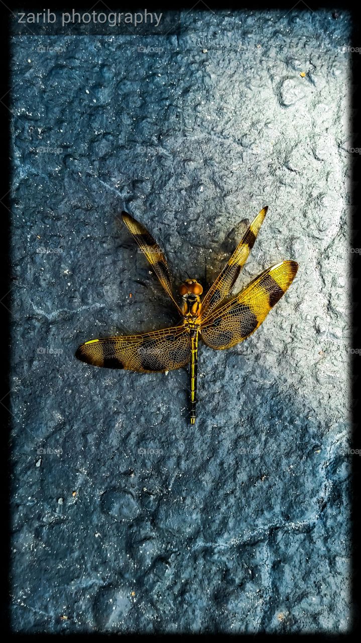 dragonfly, yellow gold and black. wings spread, motionless. pavement.