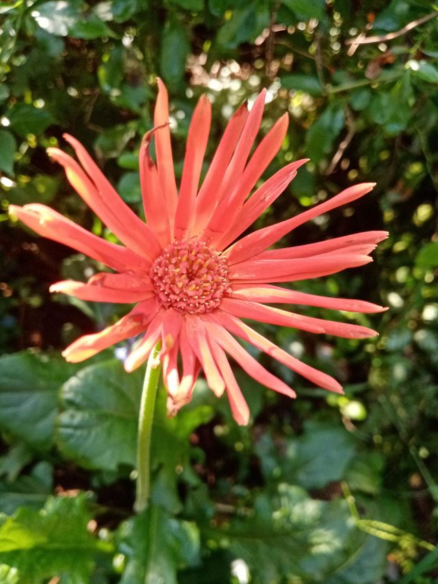 Flowers in the garden