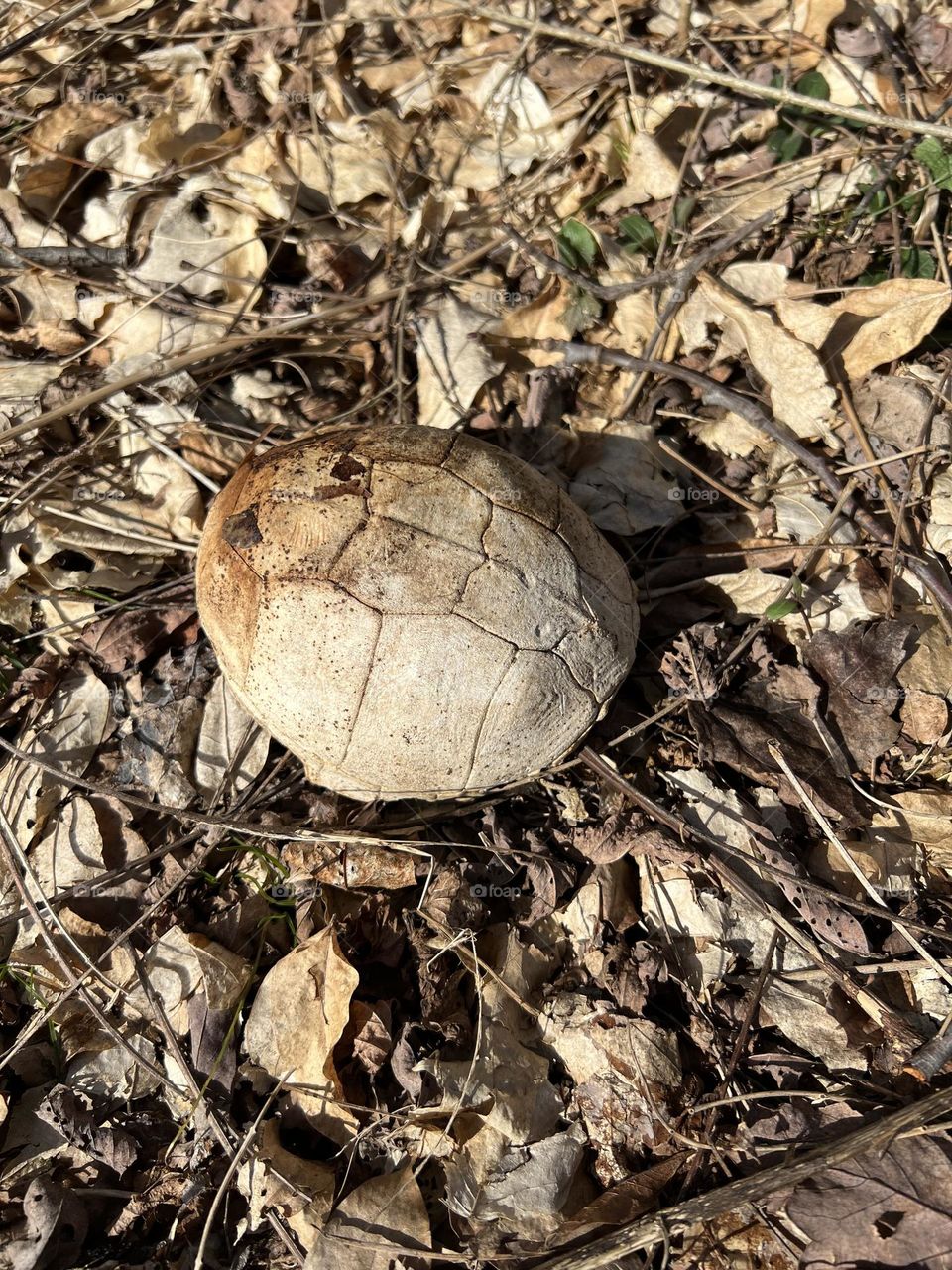 box turtle shell