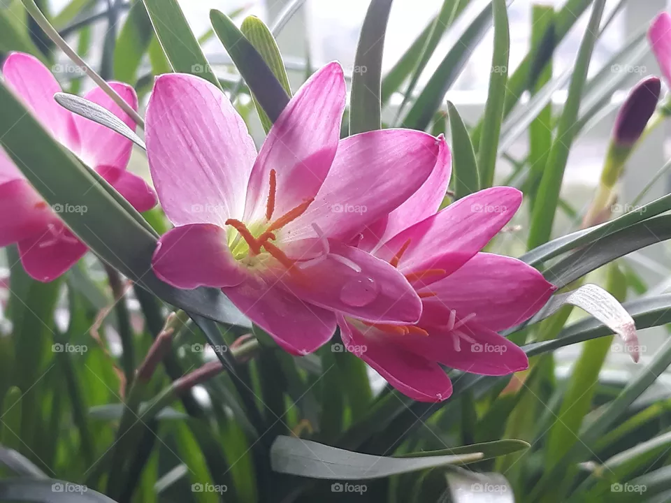 floweres