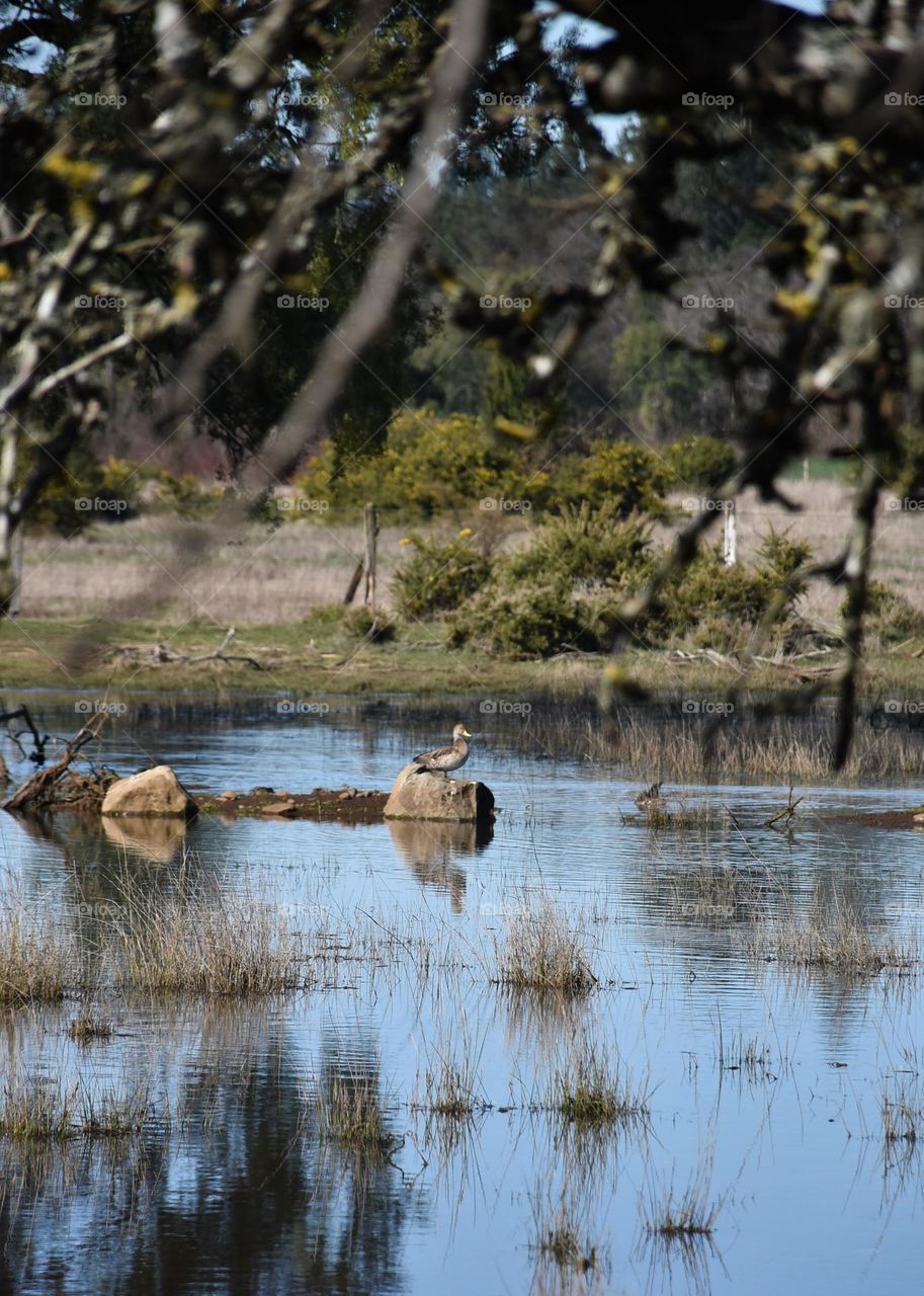 Duck in a lake 