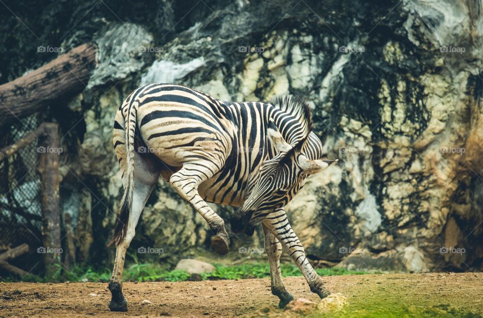 A zebra in a zoo
