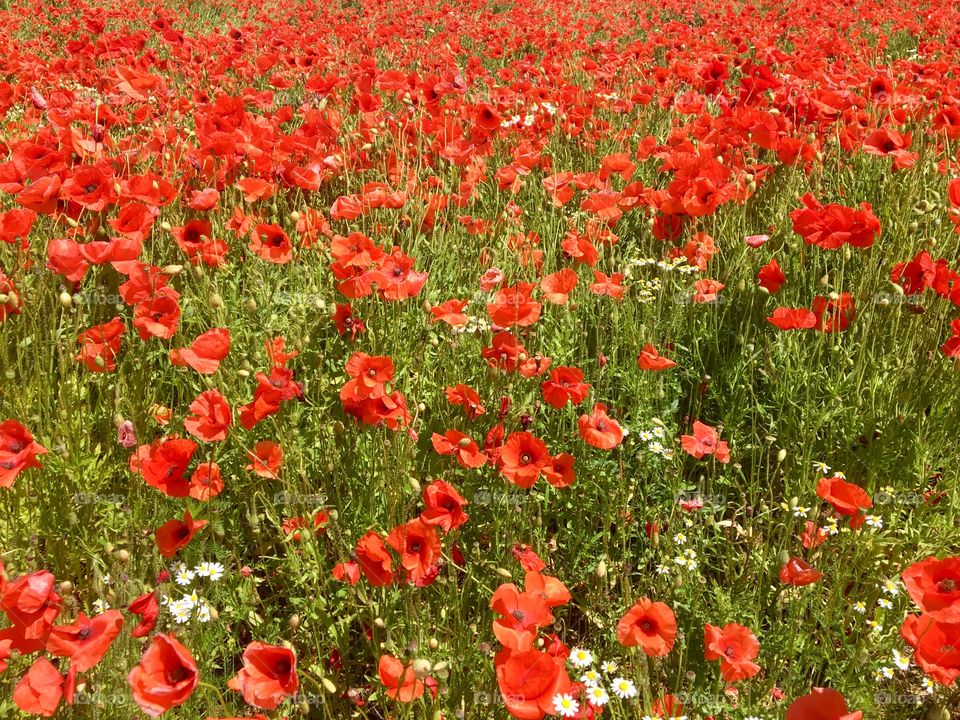 Poppies meadow 