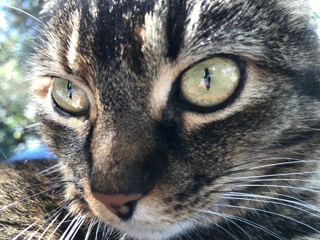 Portrait of Sparkle