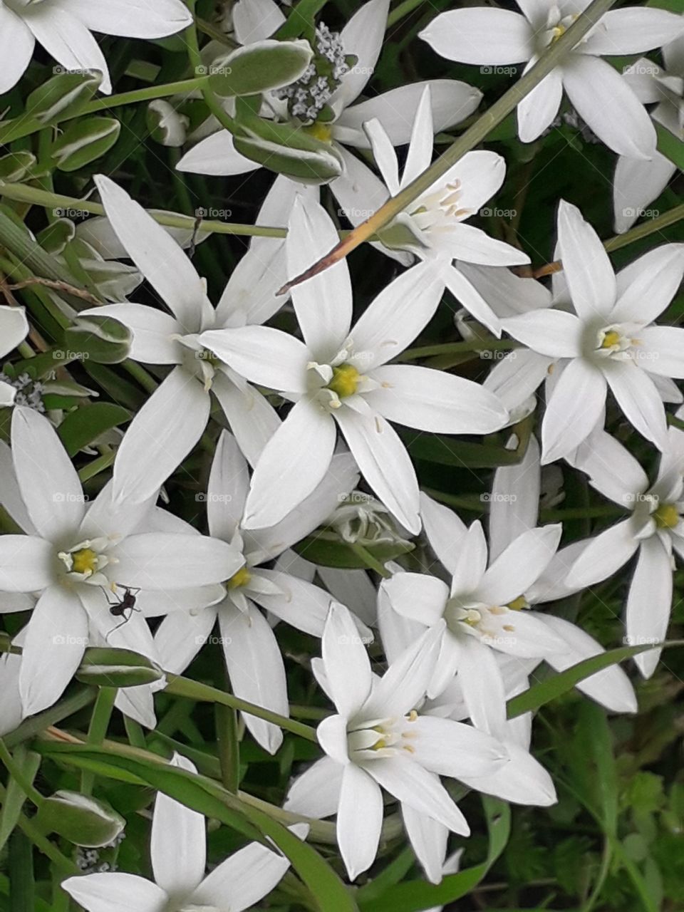 springtime in the country