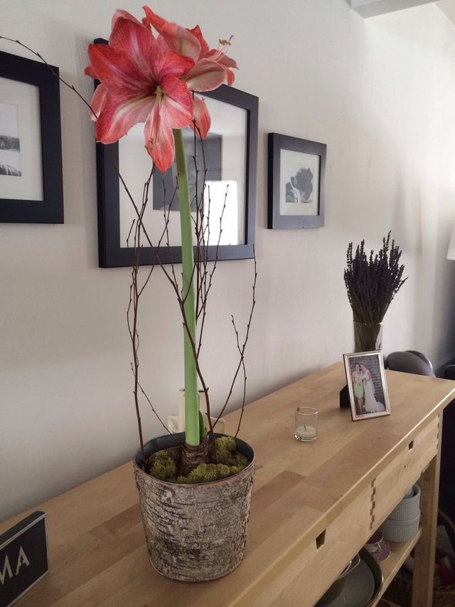 Lily 