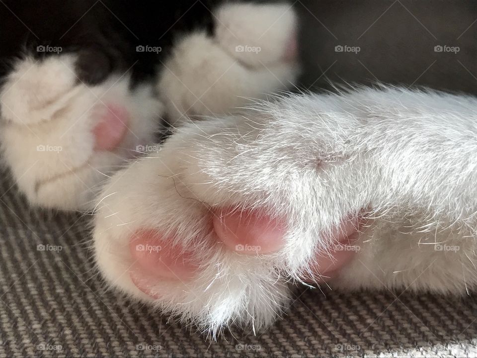 Close up of a cats paw
