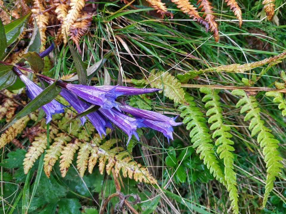 Beautiful forest flower bells