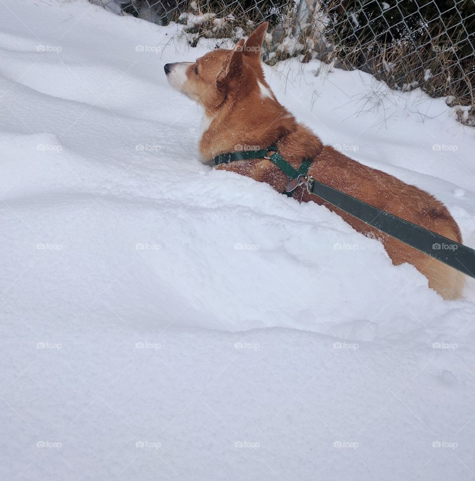 Trudging through the snow